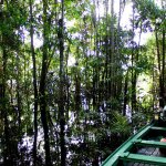Riflessi della foresta nell'acqua nel Parco Nazionale Jau, Patrimonio Unesco. © Artur Warchavchik / Creative Commons